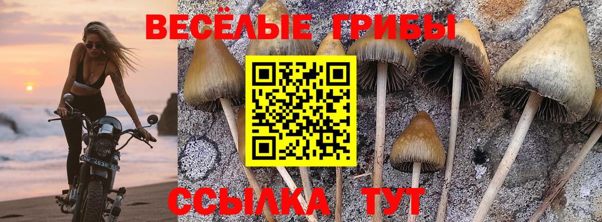 Псилоцибиновые грибы Cubensis Чайковский